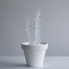 ice cactus(福禄竜神木)